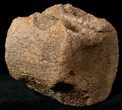 Edmontosaurus (Hadrosaur) Caudal Vertebrae - Montana #12680-4